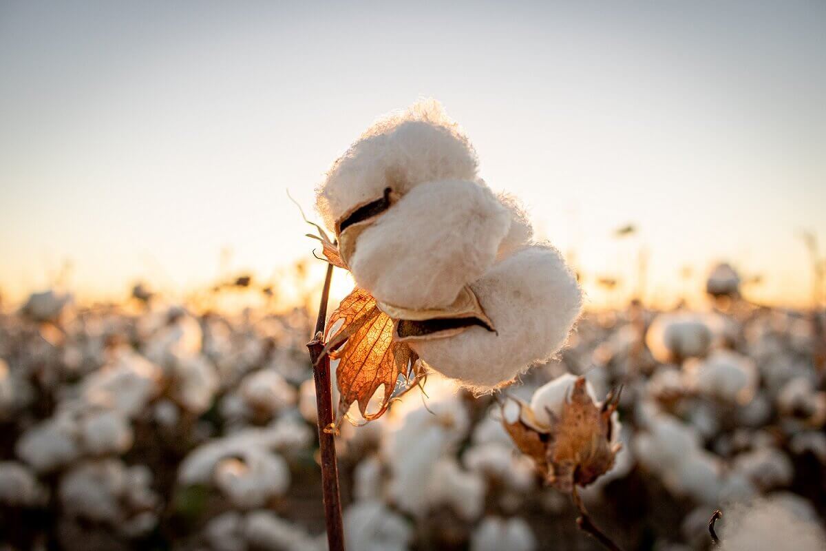 a plate field of cotton